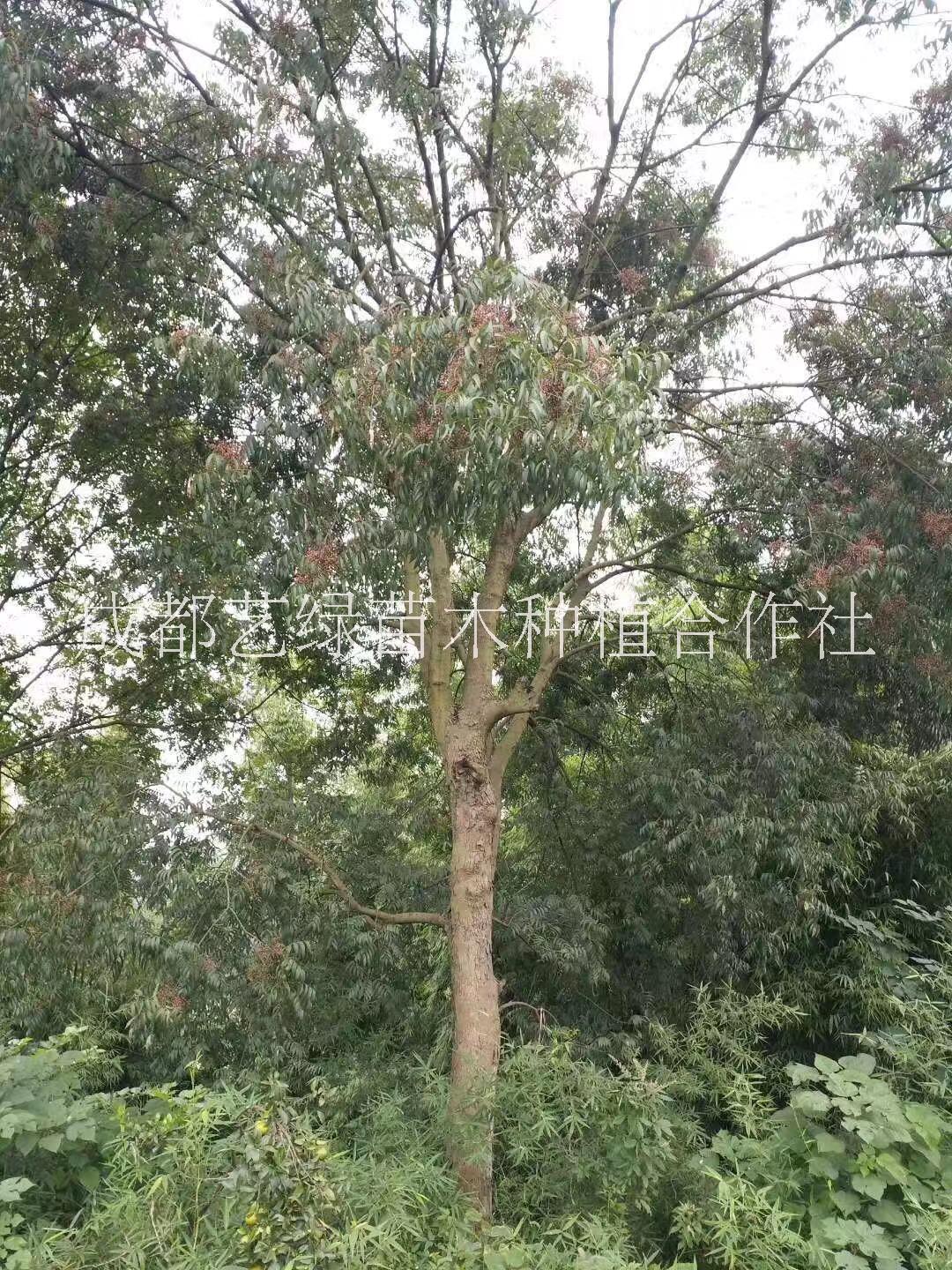 2020四川成都黃連木基地直銷批發(fā)價(jià)格
