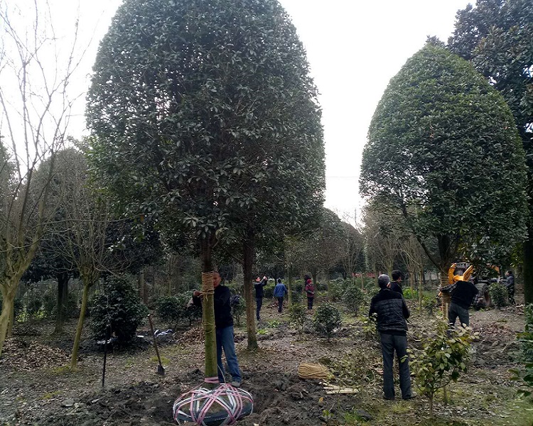 桂花批發(fā)價(jià)種植基地多少錢(qián)一顆