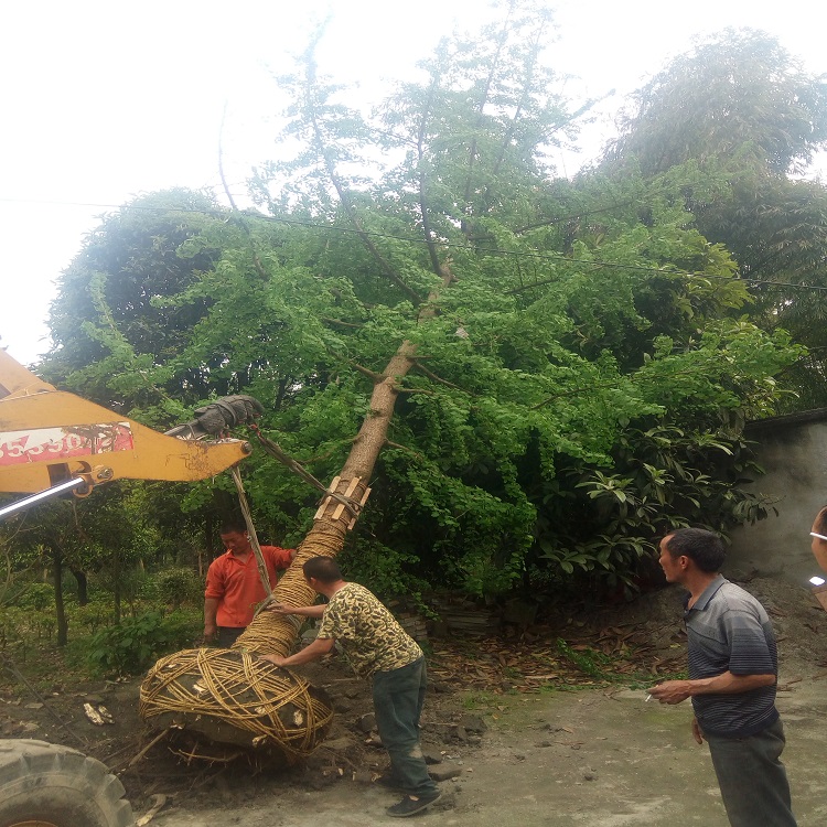 成都銀杏樹價(jià)格、報(bào)價(jià)、批發(fā)價(jià)、直銷價(jià)格、四川成都銀杏樹銷售【溫江華成園藝場(chǎng)】