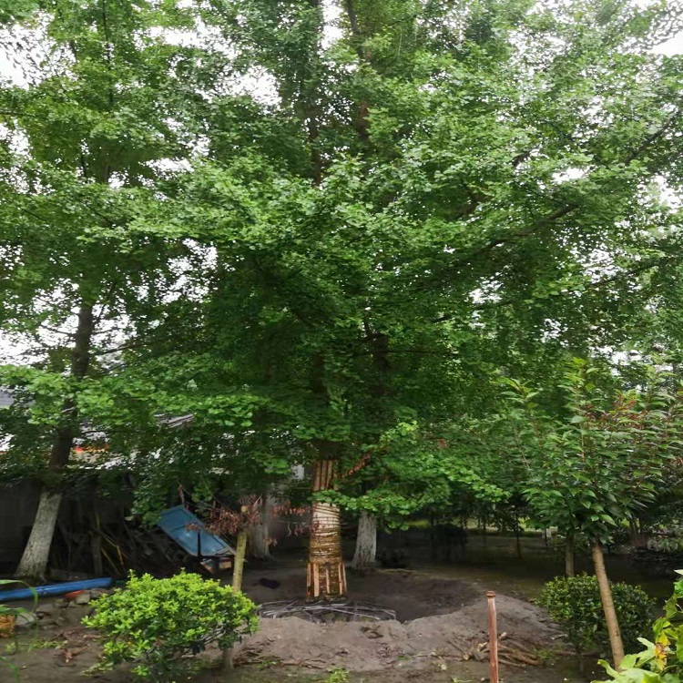 成都銀杏樹價(jià)格、報(bào)價(jià)、批發(fā)價(jià)、直銷價(jià)格、四川成都銀杏樹銷售【溫江華成園藝場(chǎng)】