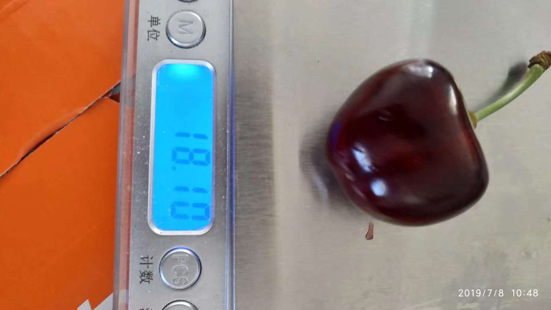 俄羅斯8號(hào)櫻桃苗種植，俄羅斯8號(hào)櫻桃種子直銷，俄羅斯8號(hào)櫻桃苗批發(fā)價(jià)格