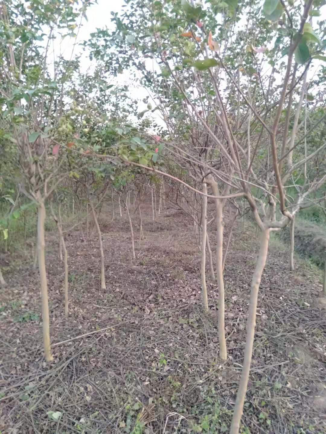 紫薇種植需要留意什么 江西紫薇樹種植基地哪家好？