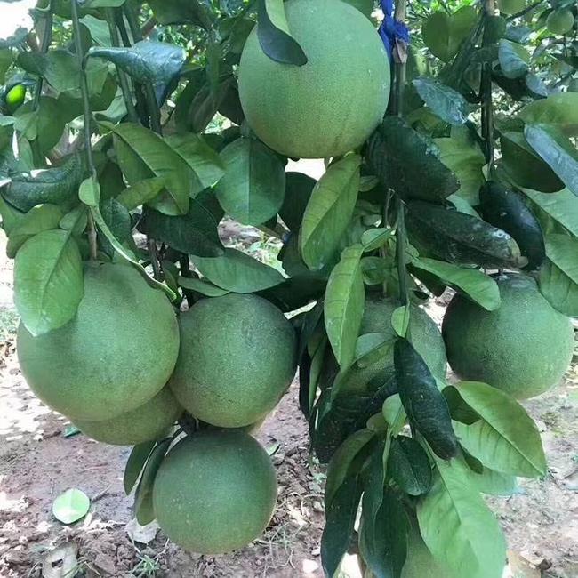 出售泰國(guó)紅心青柚苗