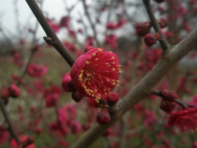 骨紅*梅對比骨里紅梅有什么區(qū)別,哪個前景好? 骨紅*梅小苗