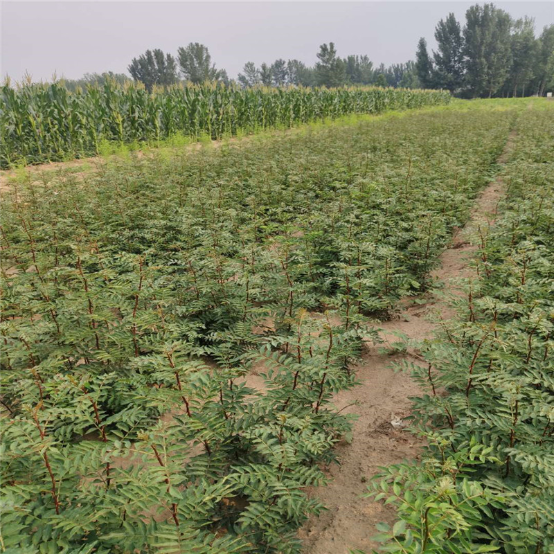 山東花椒樹苗基地花椒樹苗價格暢購無憂好貨價低