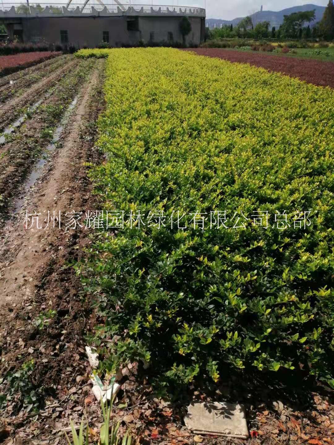 瓜子黃楊種植，瓜子黃楊銷售，瓜子黃楊基地，瓜子黃楊價格