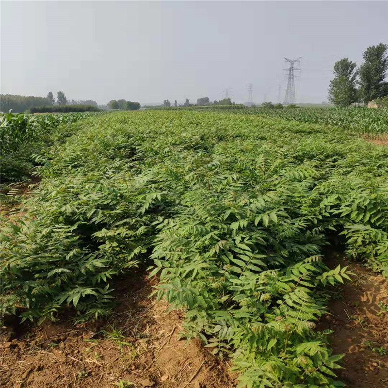 山東 香椿樹苗基地香椿樹苗價格大量供應(yīng)香椿樹苗暢購無憂好貨價低