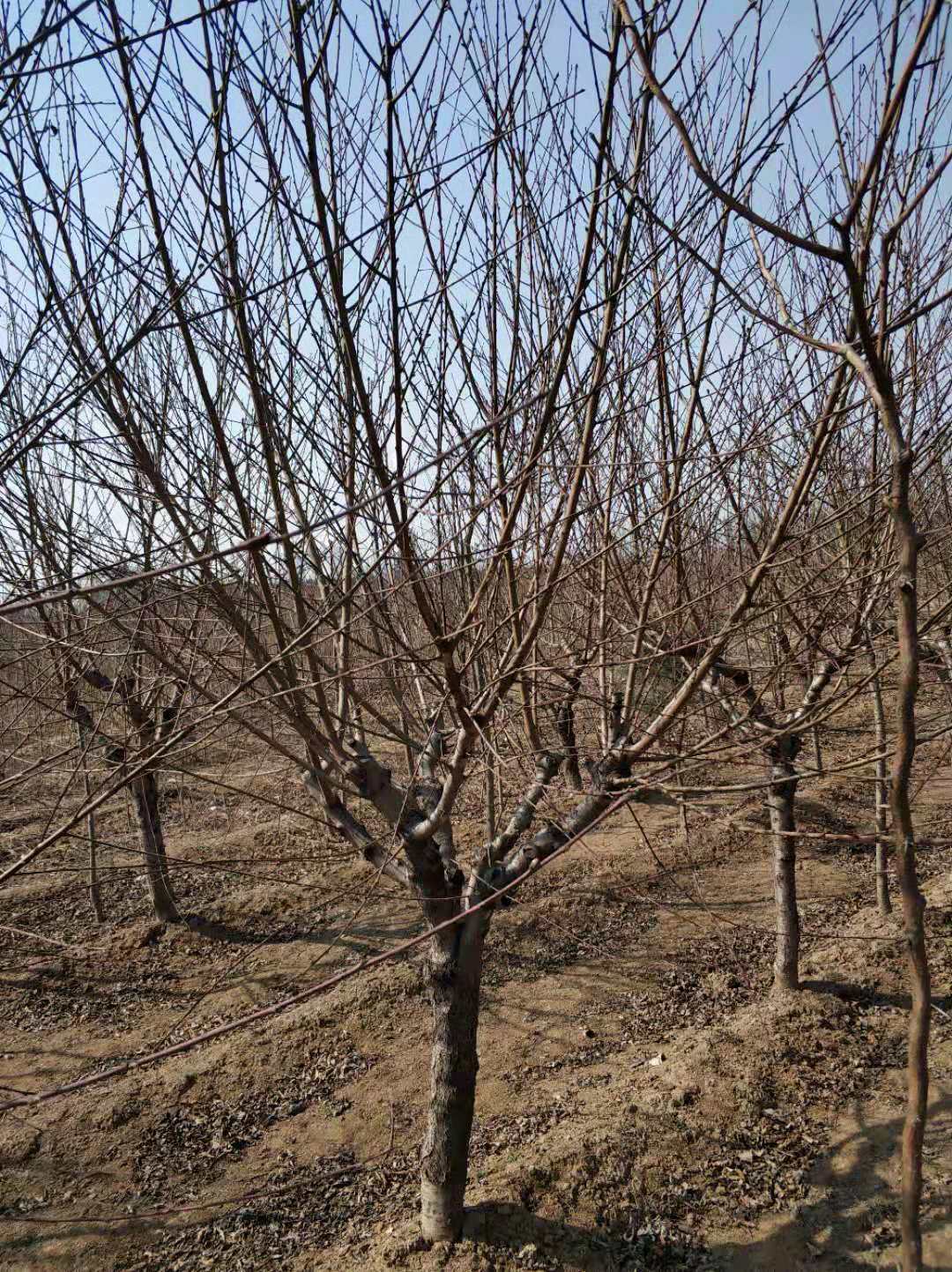9公分菊花碧桃基地9公分菊花碧桃價格暢購無憂好貨價低