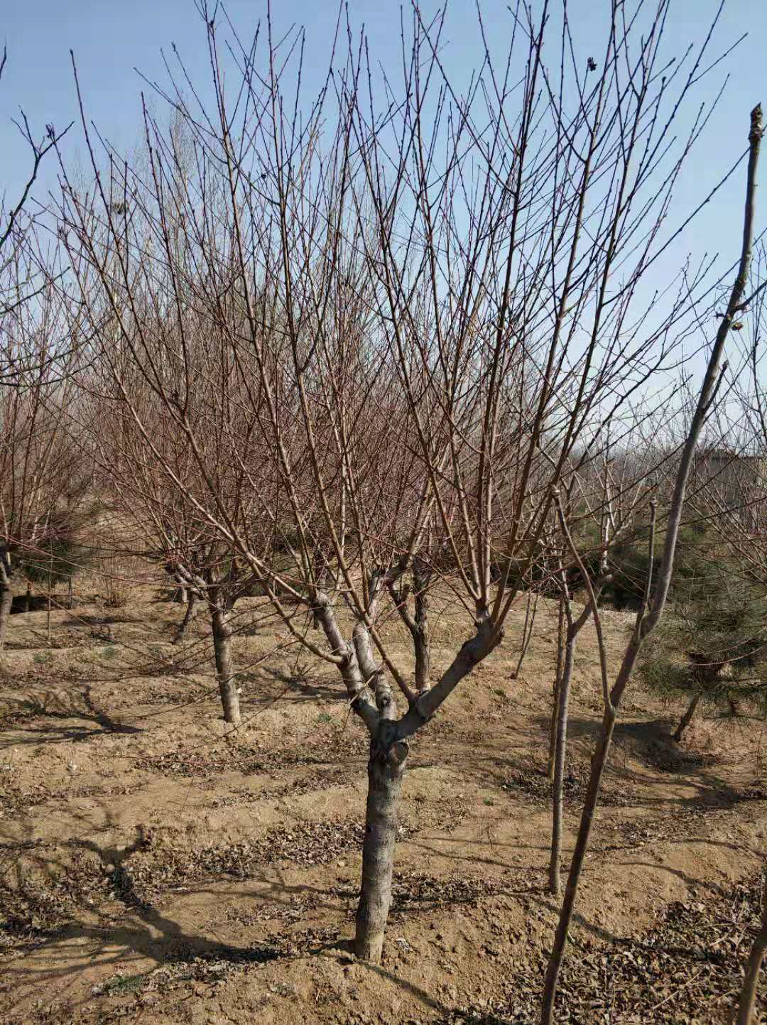 9公分菊花碧桃基地9公分菊花碧桃價格暢購無憂好貨價低