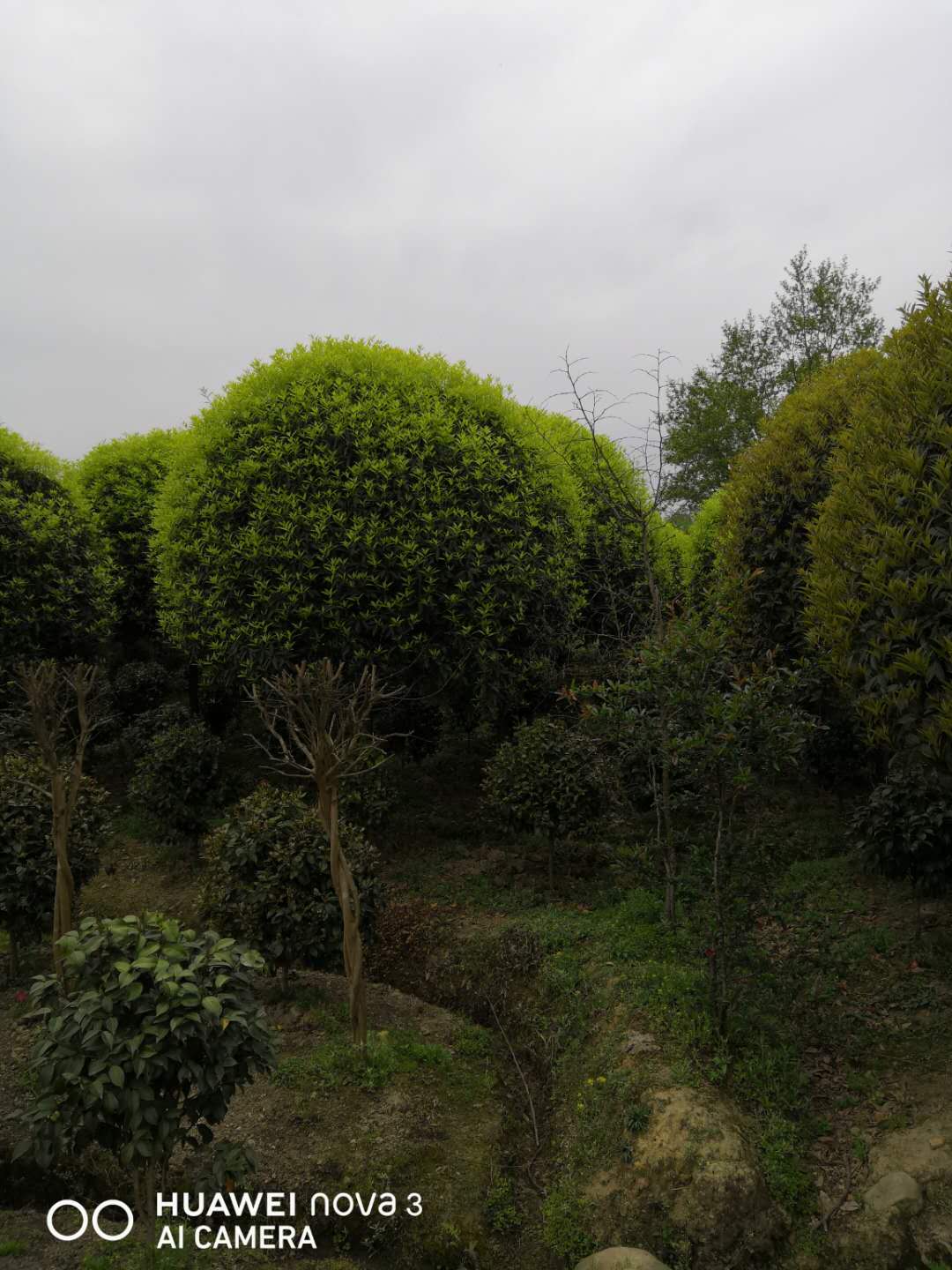 四川成都骨架桂花基地-四川成都骨架桂花批發(fā)價(jià)格-【四川成都綠苑苗木】