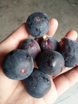 無花果-苗木價(jià)格-批發(fā)-報(bào)價(jià)-基地