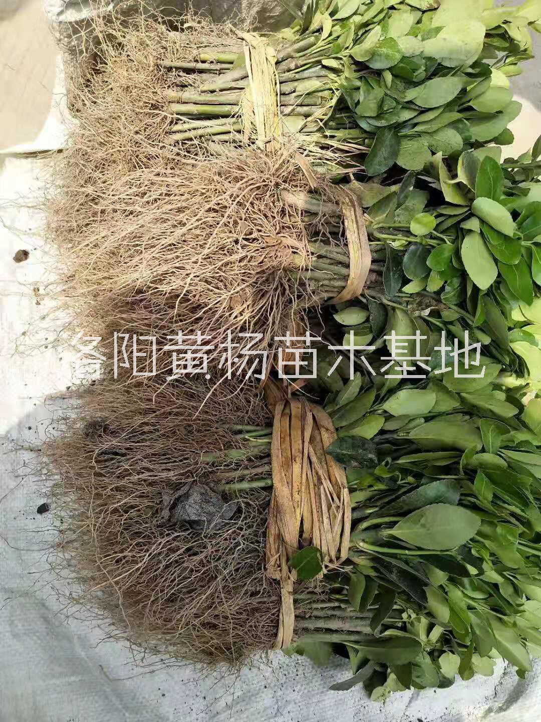 專業(yè)種植黃楊扦插苗基地-開封市黃楊苗種植基地-批發(fā)黃楊苗