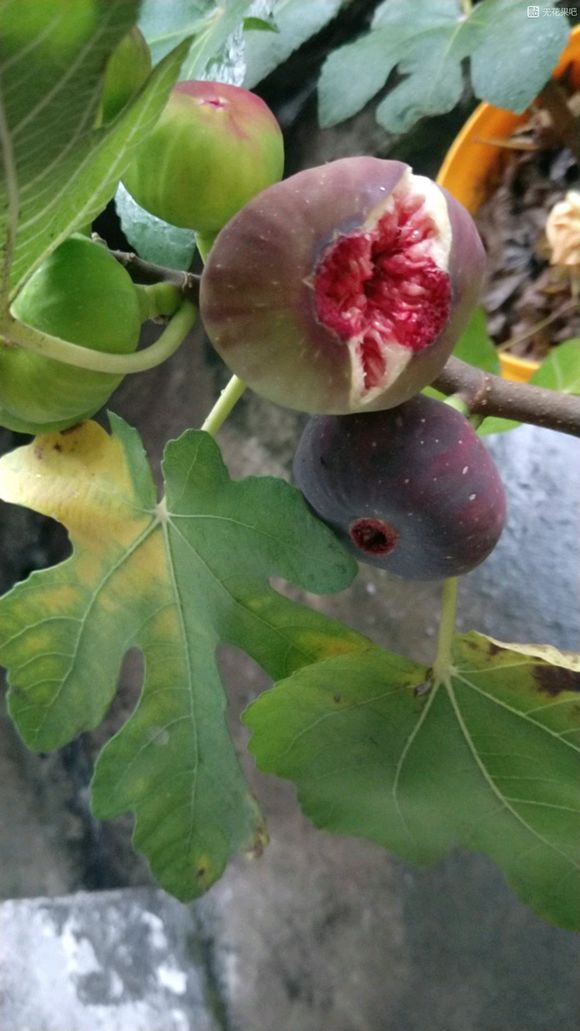 無花果-苗木價(jià)格-批發(fā)-報(bào)價(jià)-基地