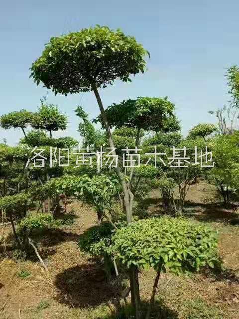洛陽市小葉女貞造型樹價格-專業(yè)種植小葉女貞造型樹-苗木場電話