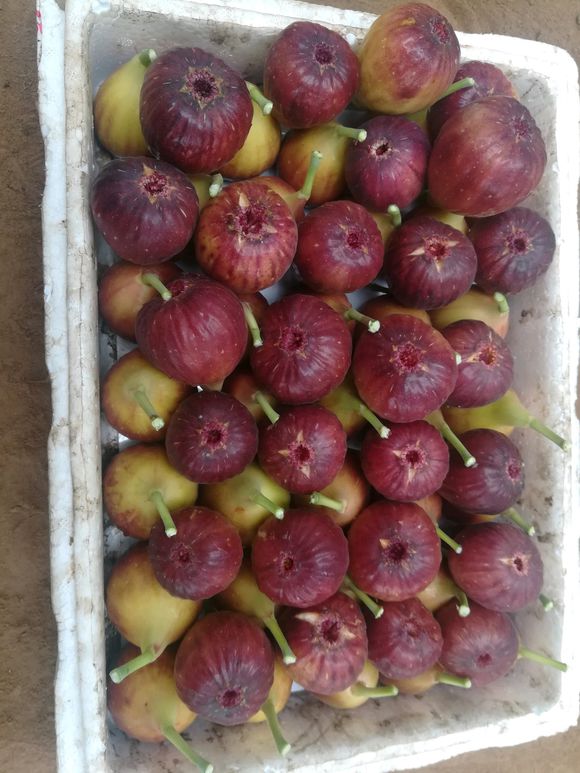 早黃無花果-苗木價格-批發(fā)-報價-基地  青皮無花果 早黃無花果