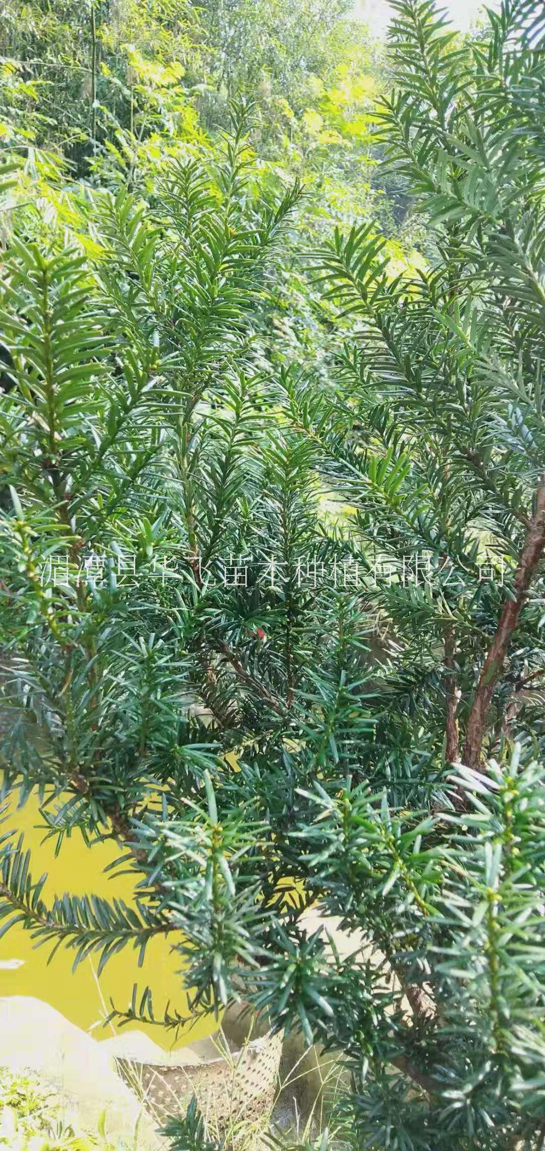 專業(yè)種植紅豆杉基地-遵義市苗木基地-批發(fā)各種樹苗