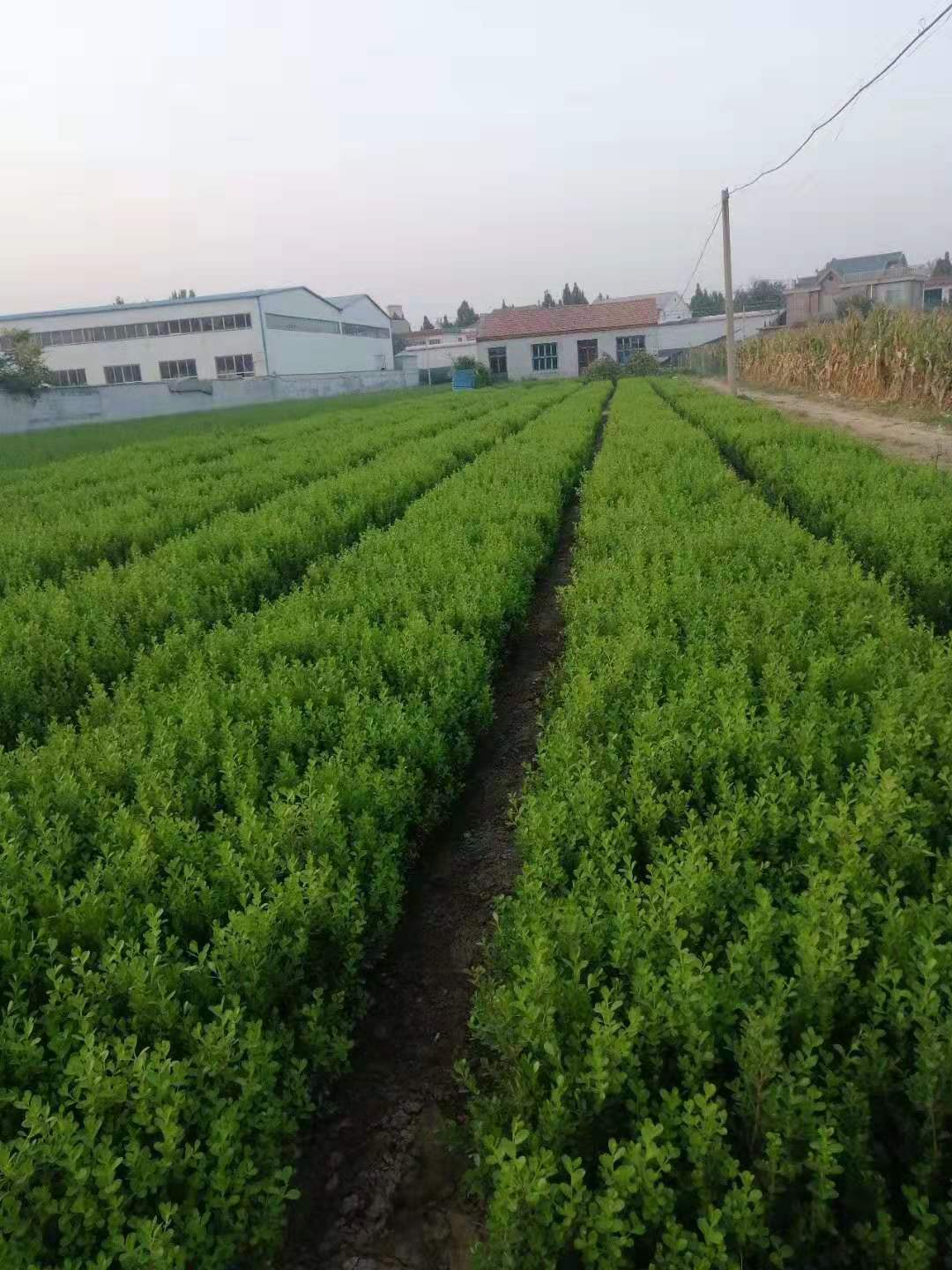 臨朐瓜子黃楊價格/山東瓜子黃楊種植基地/臨朐瓜子黃楊批發(fā)/