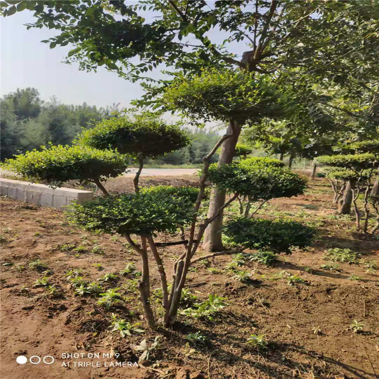 泰安造型小葉女貞價(jià)格暢購無憂好貨價(jià)低