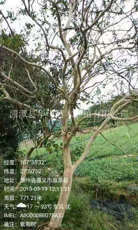 貴州紫薇樹優(yōu)質(zhì)種植基地供應(yīng)批發(fā)報(bào)價(jià)電話