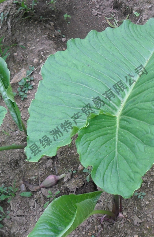 疔毒豆生產(chǎn)基地 種苗批發(fā)廠商