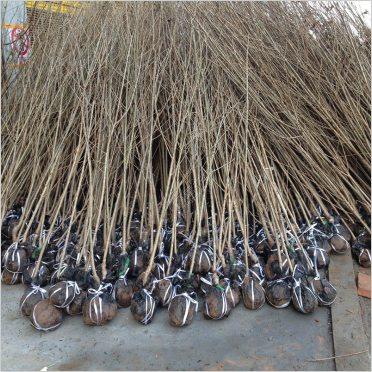 南方小櫻桃苗大青葉櫻桃樹(shù)苗未嫁接馬哈利吉塞拉櫻桃毛櫻桃砧木苗