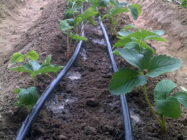 山東貼片式滴灌帶廠家直銷 量大從優(yōu)