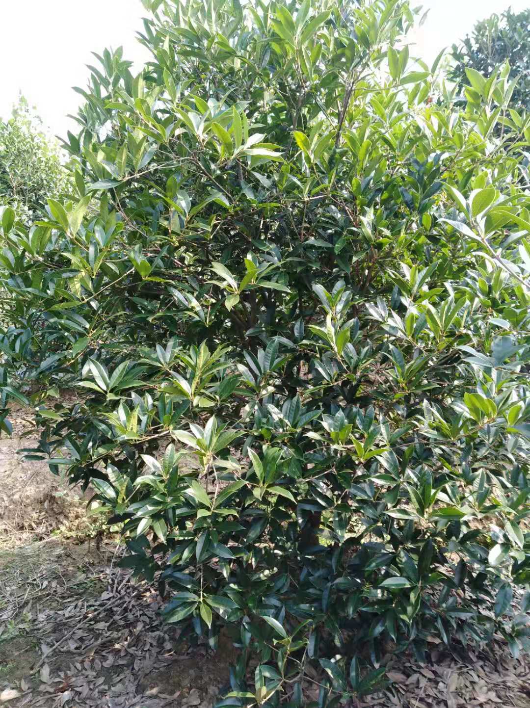 安徽優(yōu)質(zhì)桂花種植基地