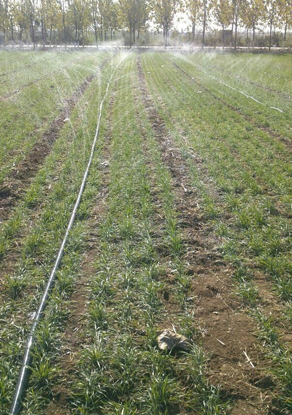 山東微噴帶廠家直銷，質(zhì)優(yōu)價(jià)廉