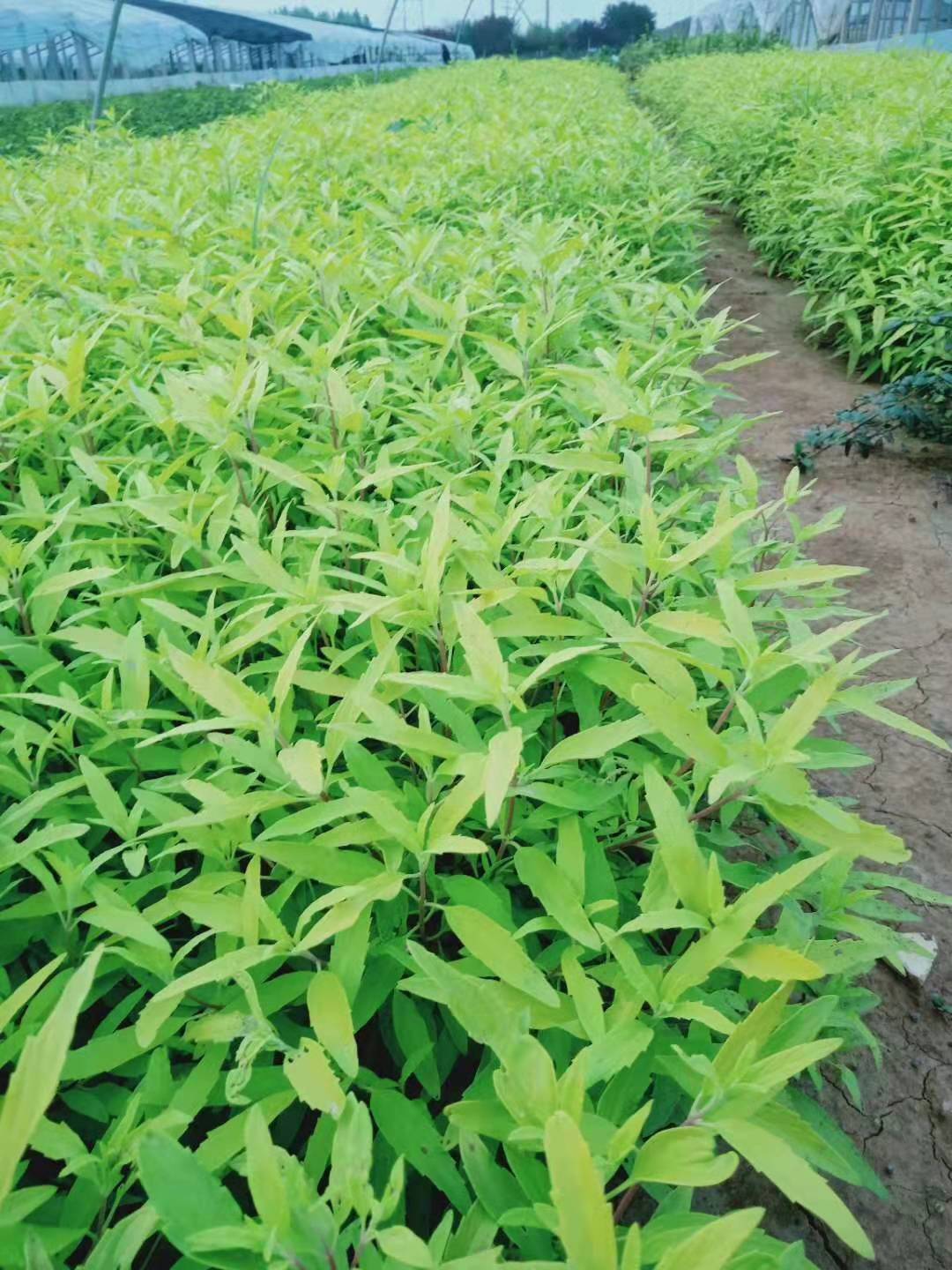 臨朐金葉蕕種植基地/濰坊金葉蕕價格/山東哪里賣金葉蕕