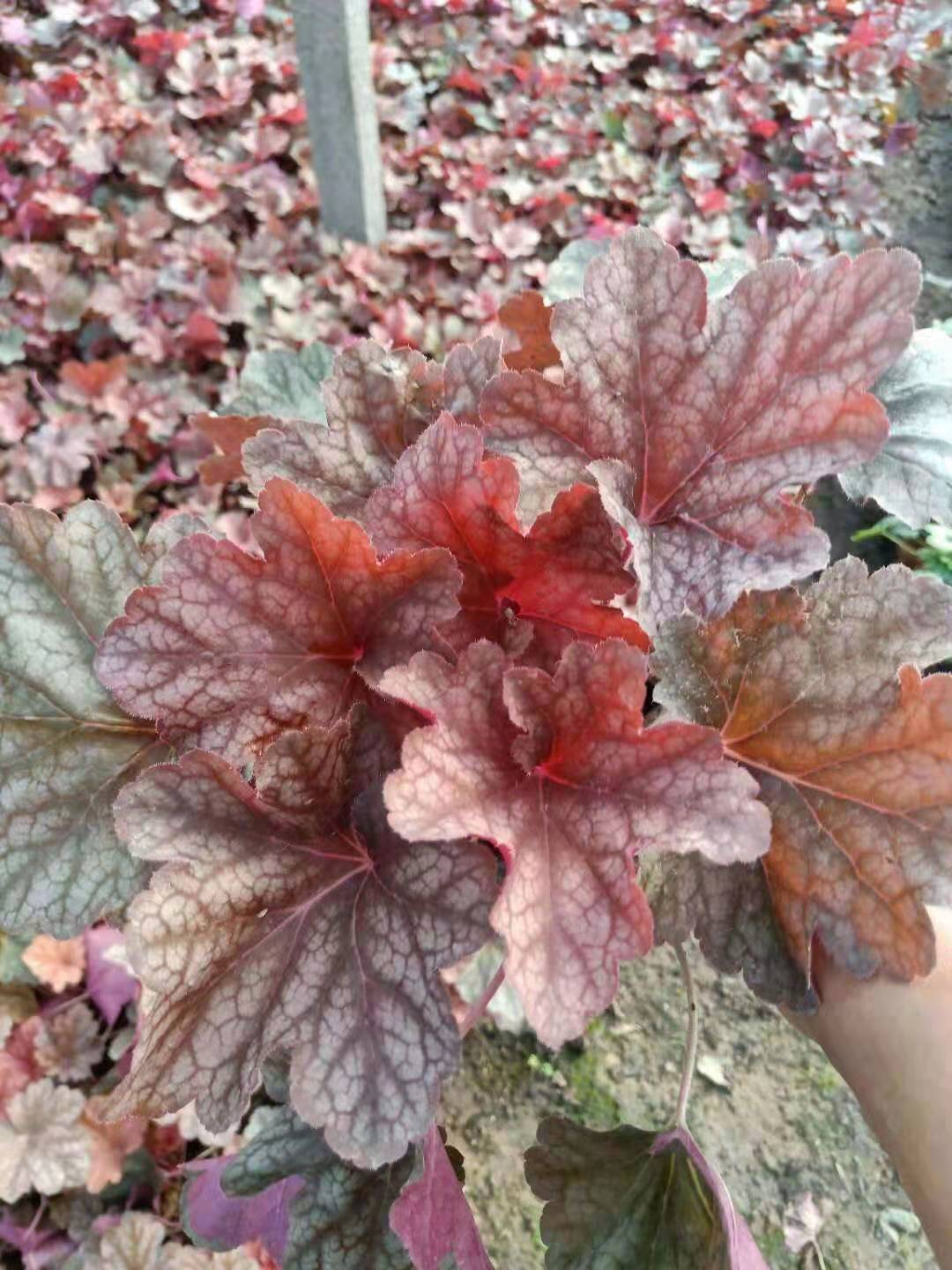 山東礬根價格/北方礬根種植基地/濰坊礬根批發(fā)