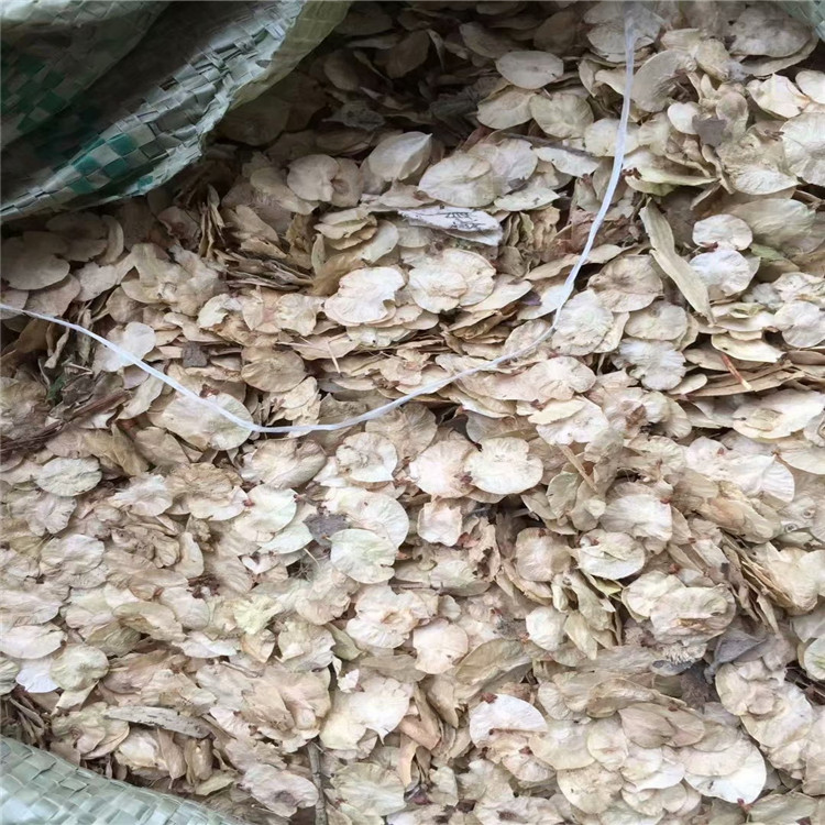 供應(yīng) 中華金葉榆種子 廠家報(bào)價(jià)直銷(xiāo)批發(fā)價(jià)格多少錢(qián)