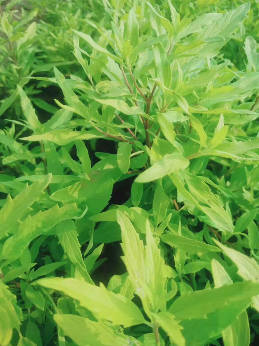 臨朐金葉蕕種植基地/濰坊金葉蕕價格/山東哪里賣金葉蕕