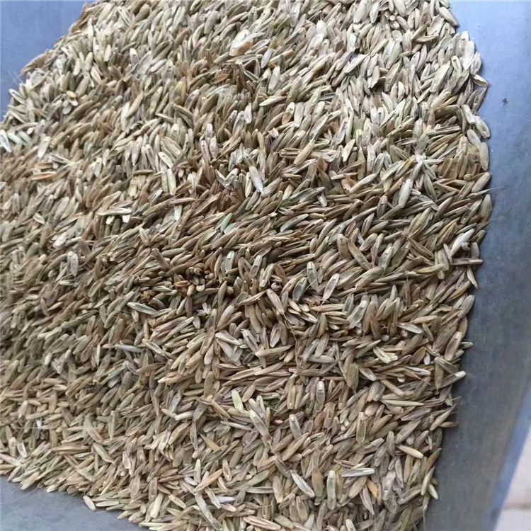 遼寧省進(jìn)口 黑麥草種子 廠家直銷批發(fā)報(bào)價(jià)多少錢(qián)