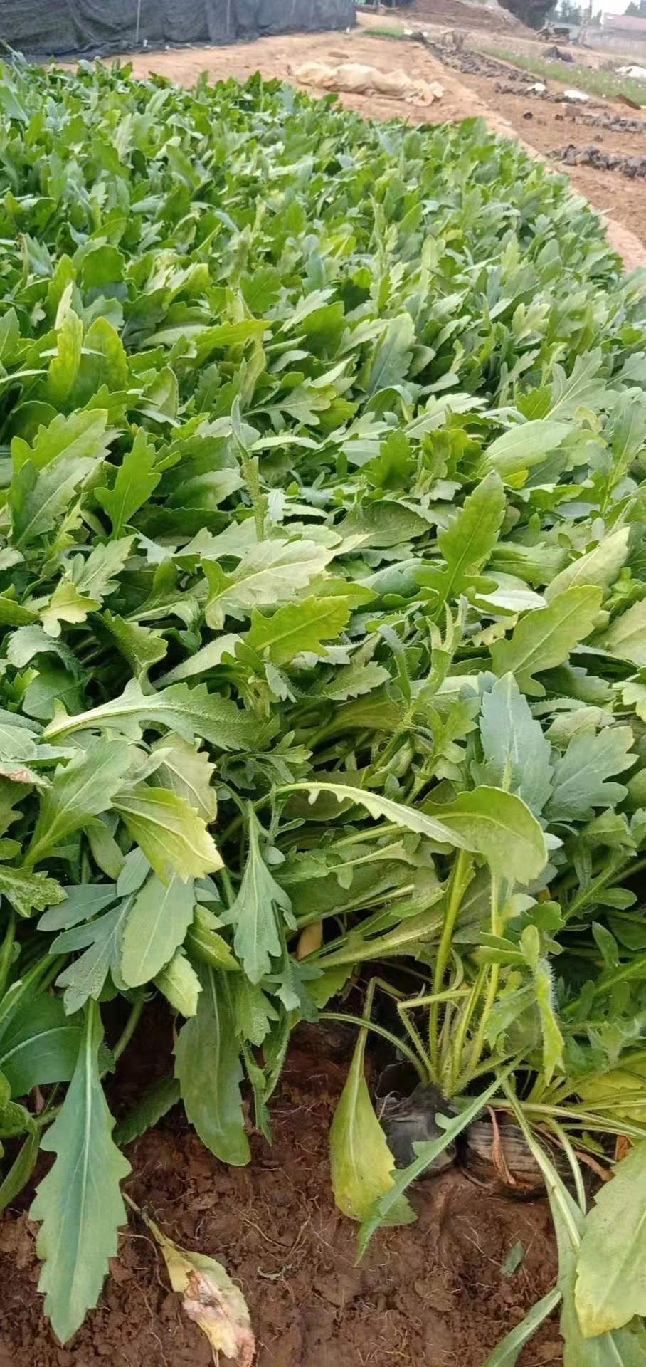 濰坊天人菊價(jià)格/濰坊天人菊出售/山東天人菊培育基地