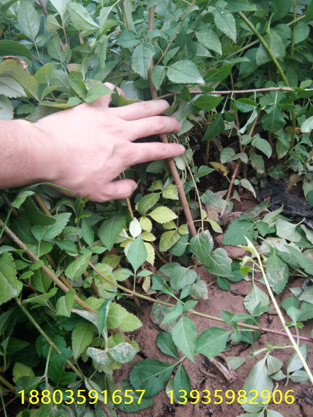 連翹苗種植幾年豐產(chǎn)連翹樹苗，連翹苗，叢生連翹苗