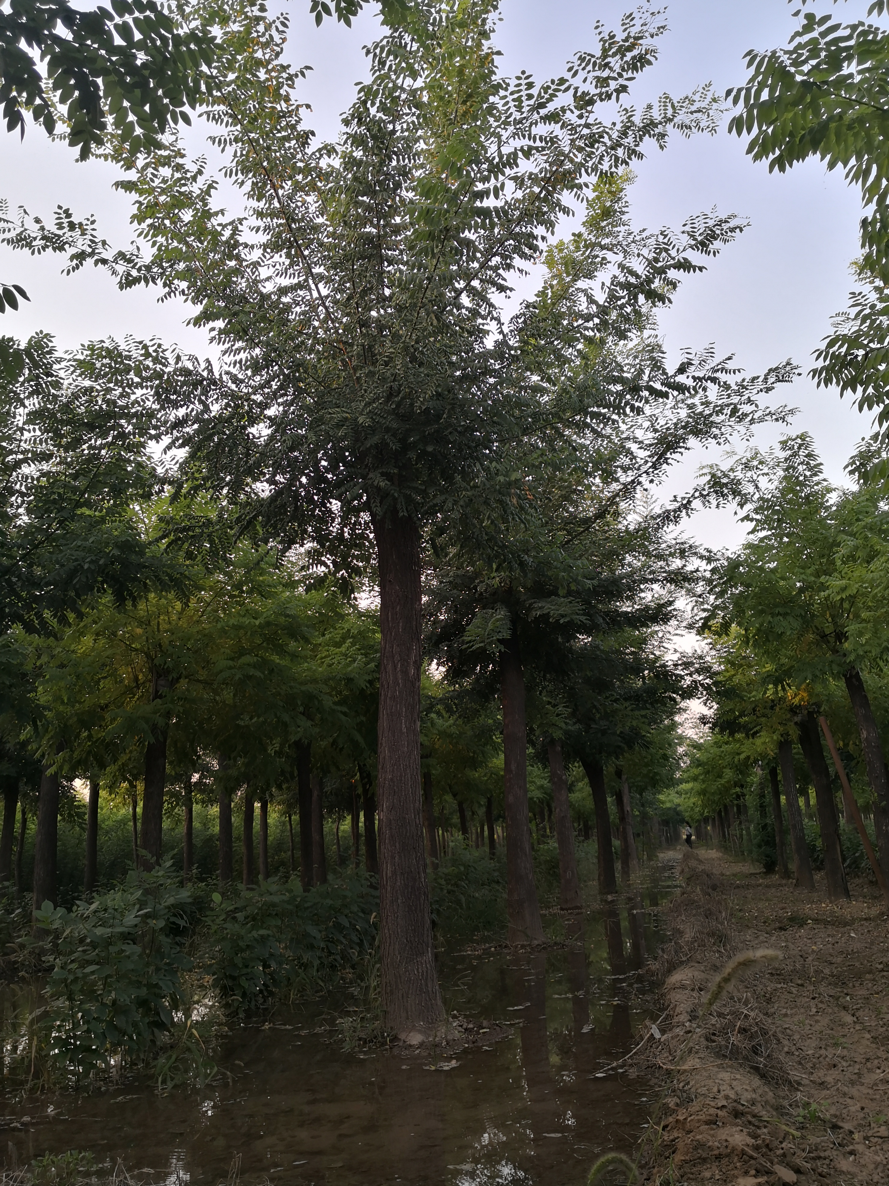 千頭椿價格、報價、批發(fā)【聊城市睿圖園林有限公司】