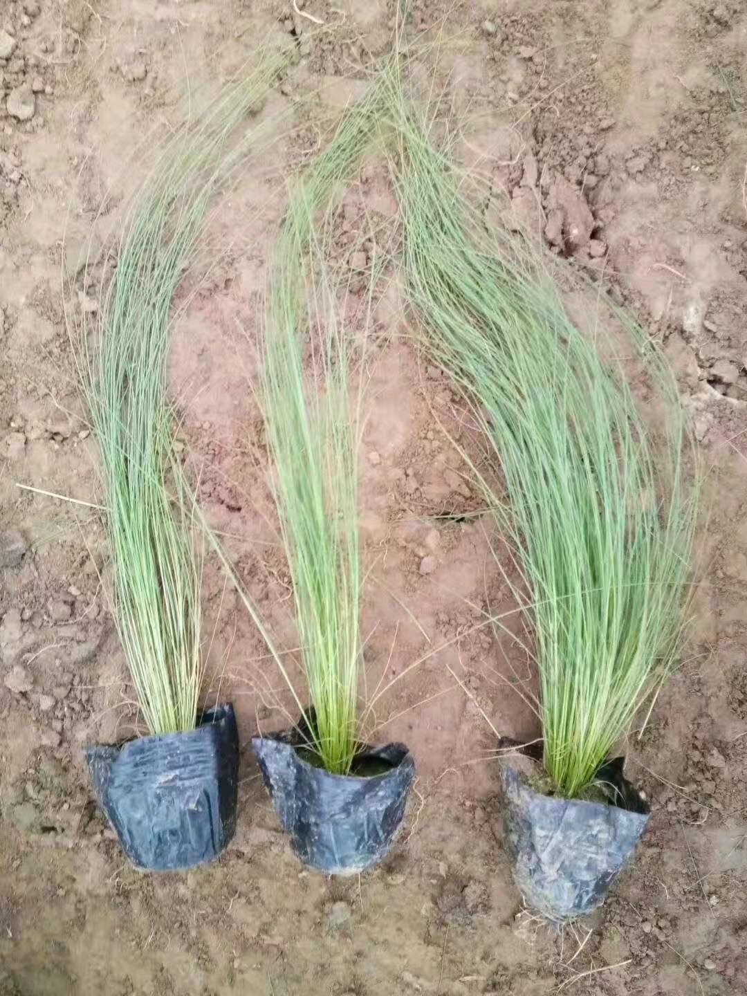 山東細(xì)葉針芒價(jià)格/山東細(xì)葉針芒種植基地/山東細(xì)葉針芒哪里賣
