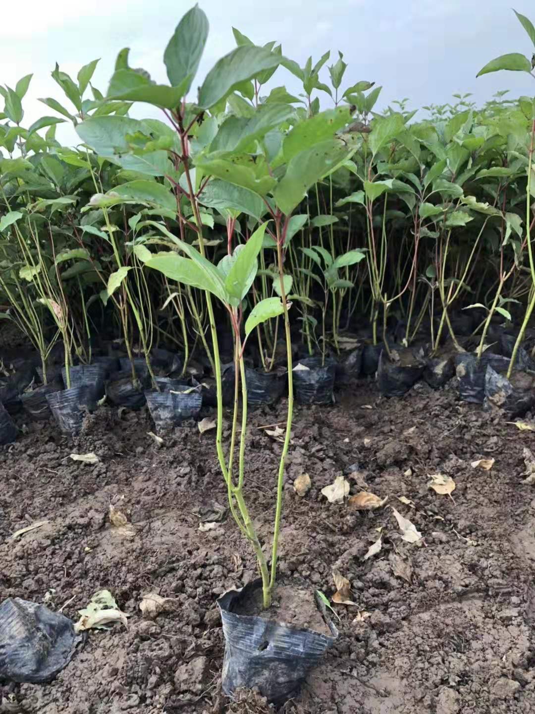 臨朐紅瑞木價(jià)格/臨朐紅瑞木種植基地/臨朐紅瑞木出售