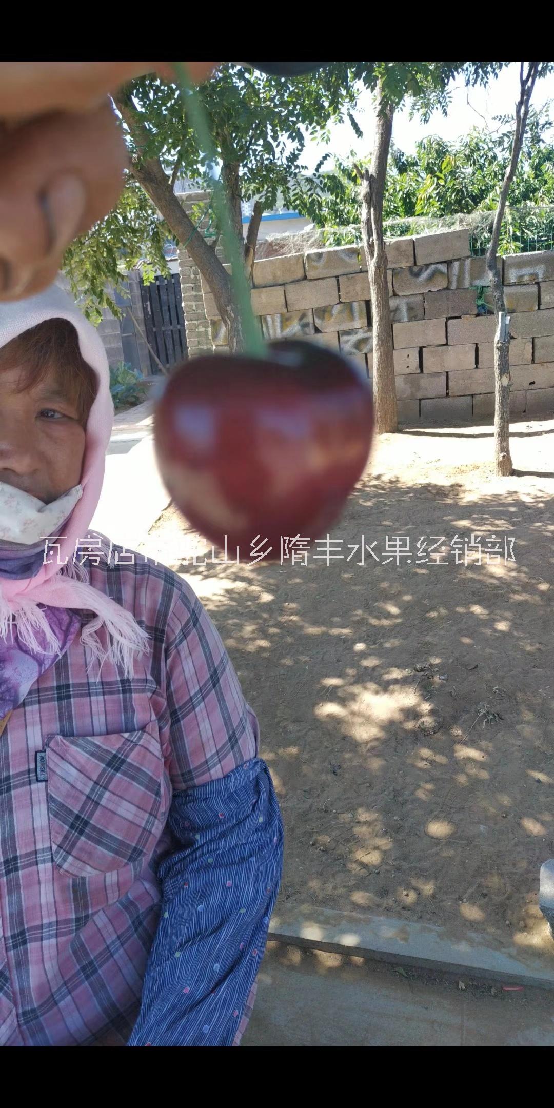 大連市沙王櫻桃價格-沙王櫻桃批發(fā)-出售各種新鮮櫻桃