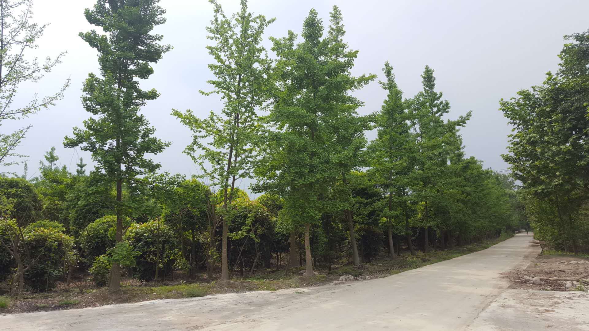 重慶薔薇基地-重慶薔薇批發(fā)價格-【溫江區(qū)和盛鎮(zhèn)吳楊成園藝場】