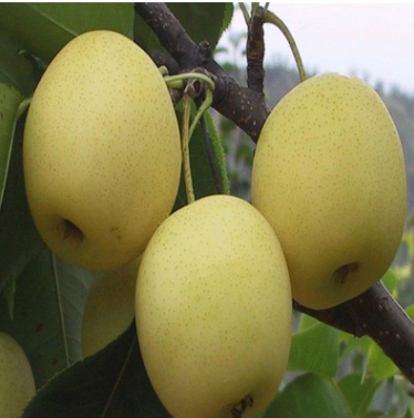梨樹(shù)苗直銷