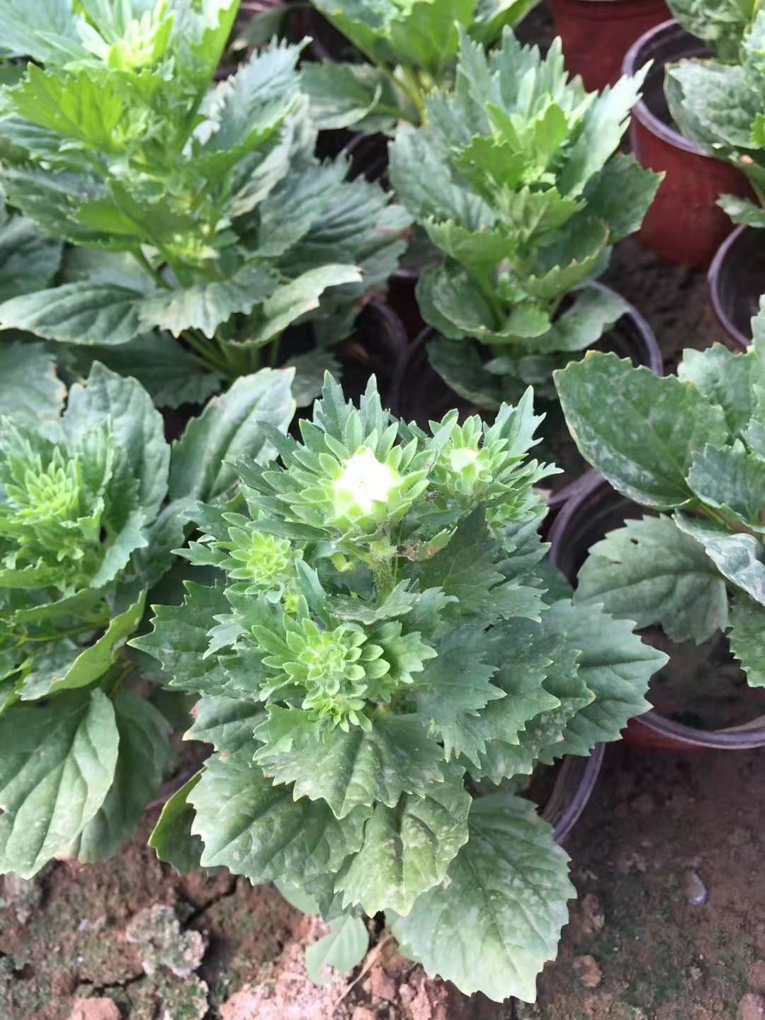 山東翠菊、種植、批發(fā)、基地【臨朐縣福志苗木專業(yè)合作社】