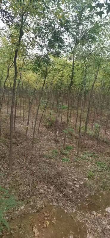 皂角批發(fā) 皂莢樹價格 批發(fā)基地