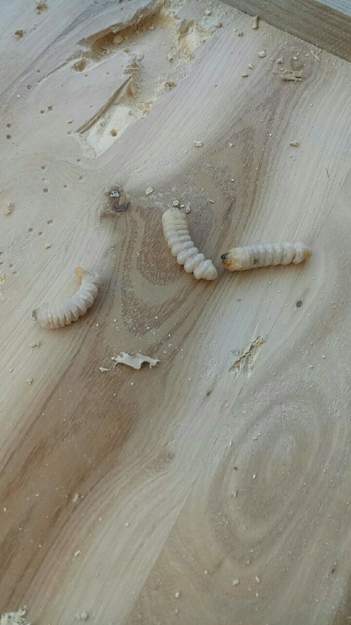 番禺上門滅木蟲蛀木蟲