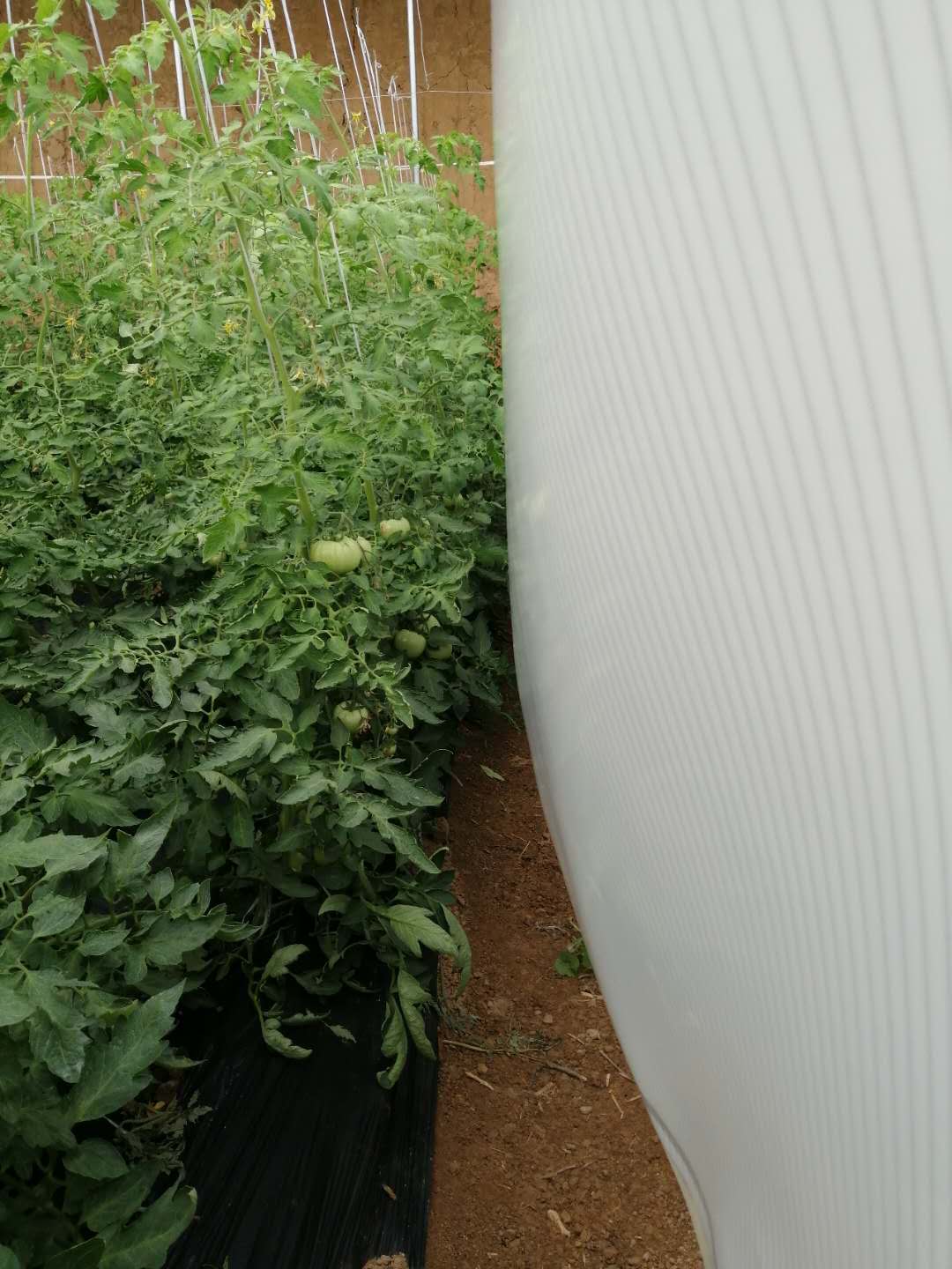 輻射加熱布廠家_價(jià)錢_批發(fā)【壽光邢氏農(nóng)業(yè)科技發(fā)展有限公司】