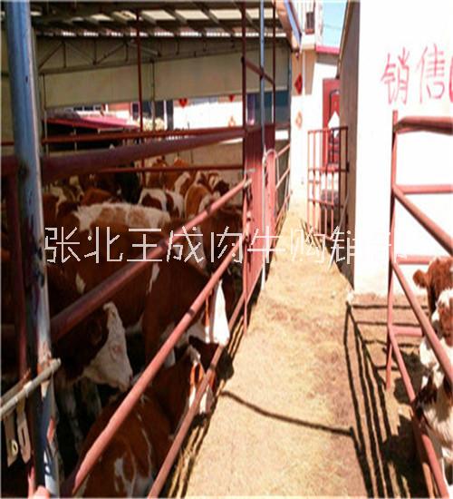 西門塔爾牛犢多少錢一頭哪兒賣西門塔爾肉牛犢養(yǎng)牛 西門塔爾肉牛犢子 頭方體正的西門塔爾肉牛犢子