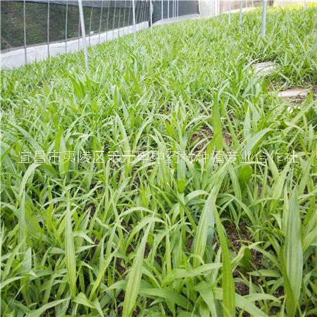 白芨繁育基地供應優(yōu)質白芨種苗