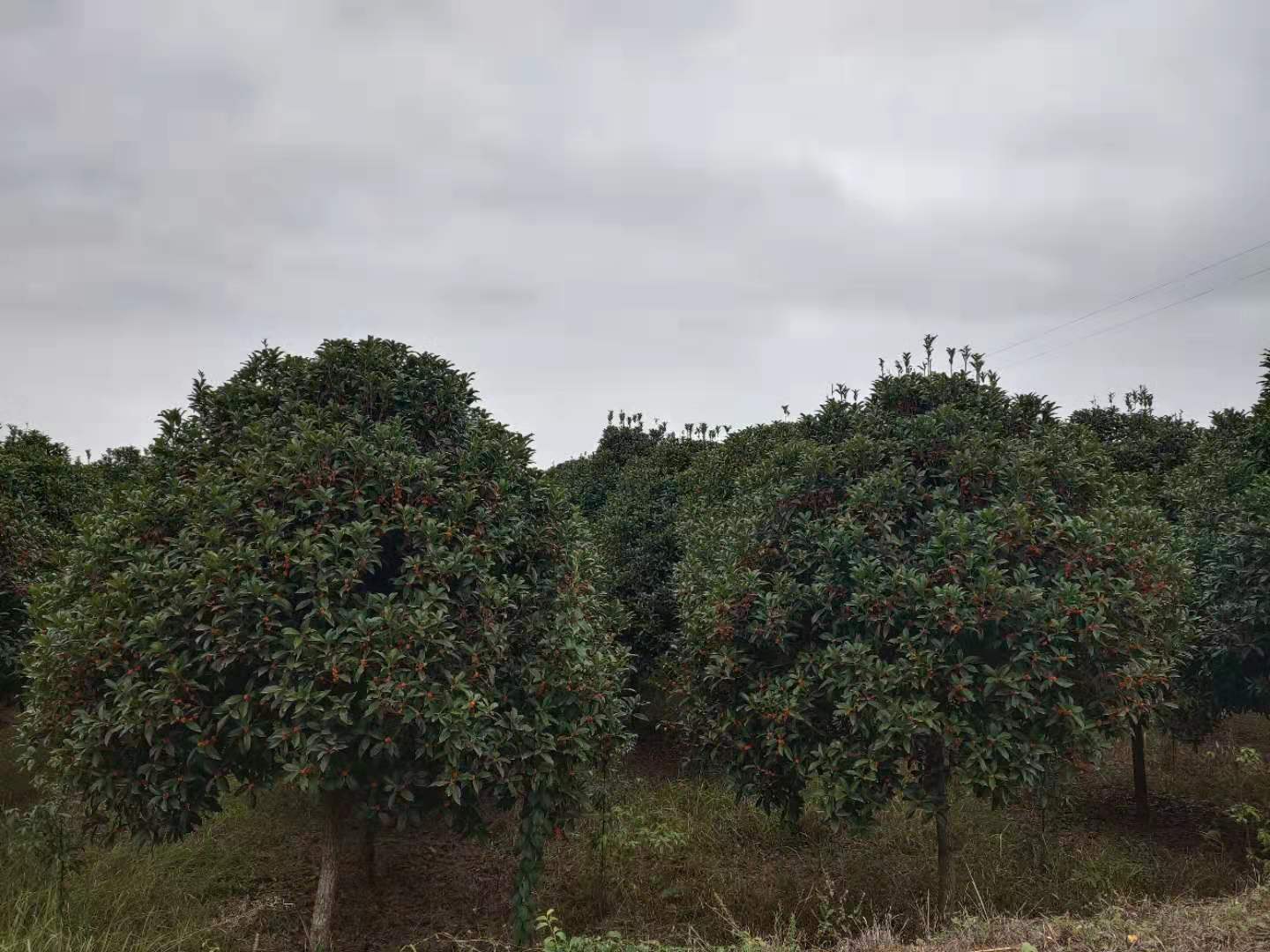 10公分高桿*紅丹桂狀元紅桂花樹(shù)