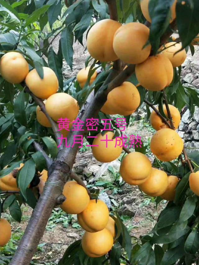 桃樹苗批發(fā) 黃金蜜桃苗 黃桃苗