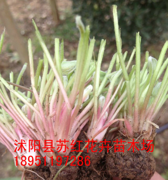 常年出售紅花炸醬草 紫花炸醬草